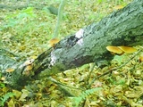 Xeromphalina tenuipes image