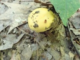 Russula ochroleucoides image