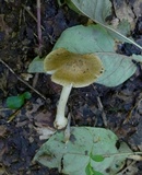 Inocybe mixtilis image