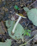 Inocybe mixtilis image