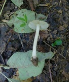 Inocybe mixtilis image