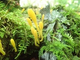 Microglossum rufum image