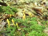 Microglossum rufum image