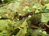 Marasmius capillaris image