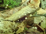 Marasmius capillaris image
