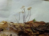 Marasmius capillaris image