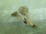 Helvella elastica image