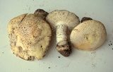 Amanita alpinicola image