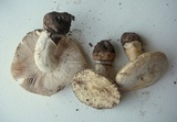Amanita alpinicola image