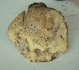 Amanita alpinicola image