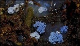 Ceratiomyxa fruticulosa var. fruticulosa image