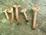 Lactarius camphoratus image