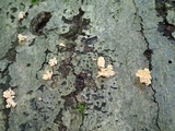 Xylaria cubensis image