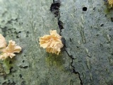 Xylaria cubensis image