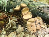 Galiella rufa image