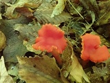 Hygrocybe miniata image
