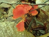 Hygrocybe miniata image