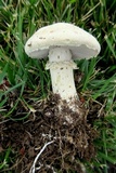 Stropharia coronilla image