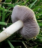 Stropharia coronilla image