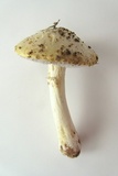 Stropharia coronilla image