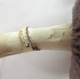 Stropharia coronilla image