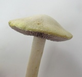 Stropharia coronilla image
