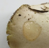 Stropharia coronilla image