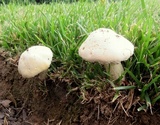 Stropharia coronilla image