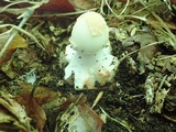 Amanita brunnescens image
