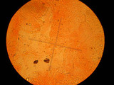 Clavicorona taxophila image