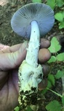 Amanita sect. Vaginatae image