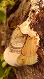 Fomitopsis ochracea image