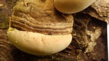 Fomitopsis ochracea image