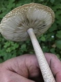 Amanita sect. Vaginatae image