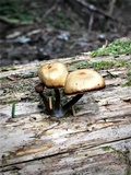 Kuehneromyces lignicola image