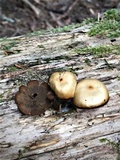 Kuehneromyces lignicola image
