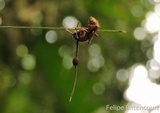 Ophiocordyceps camponoti-atricipis image