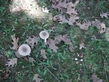Amanita sect. Vaginatae image