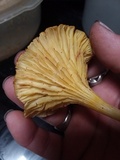 Chrysomphalina strombodes image