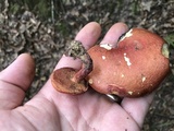 Butyriboletus frostii image