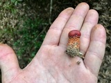 Butyriboletus frostii image