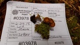 Coltricia perennis image