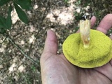 Aureoboletus auriporus image