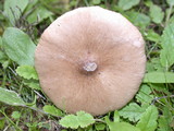 Melanoleuca exscissa var. exscissa image