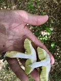 Aureoboletus auriporus image