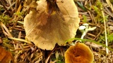 Coltricia perennis image