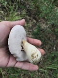 Tylopilus rubrobrunneus image