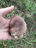 Tylopilus rubrobrunneus image