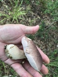 Tylopilus rubrobrunneus image