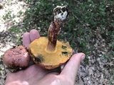 Butyriboletus floridanus image